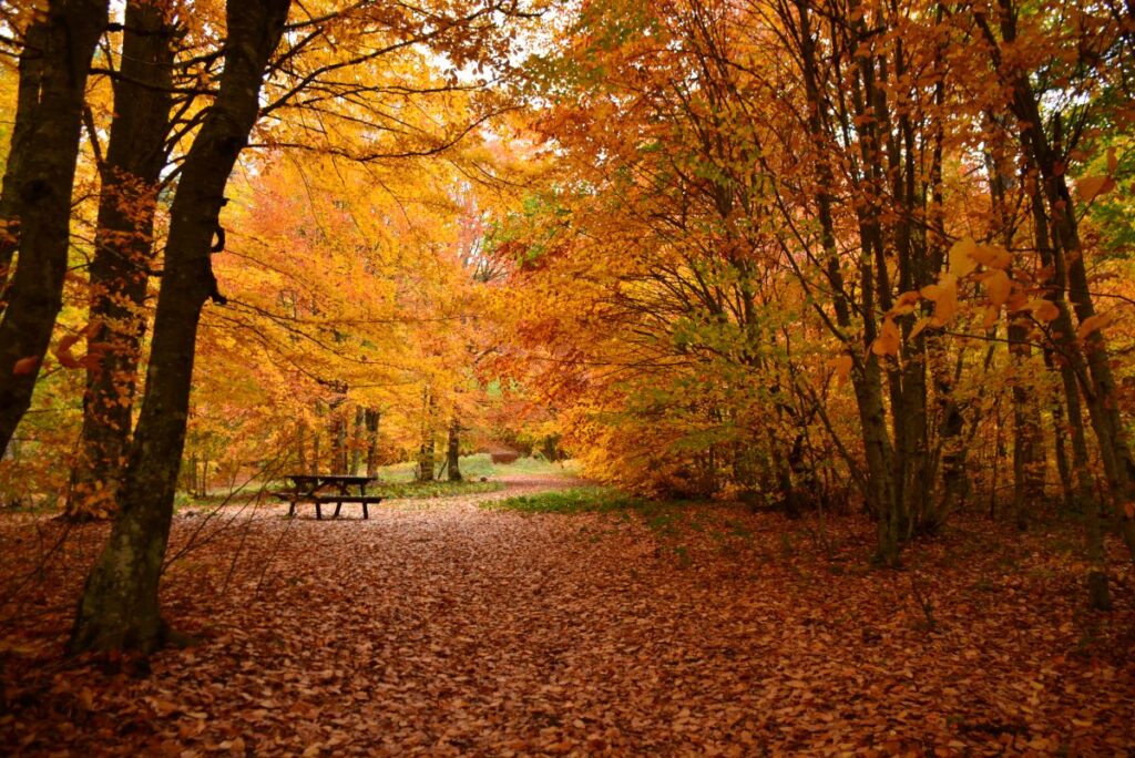 Domaniç Topuk Yaylası